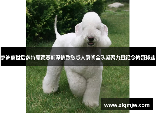 泰迪离世后多特蒙德赛前深情致敬感人瞬间全队凝聚力量纪念传奇球迷